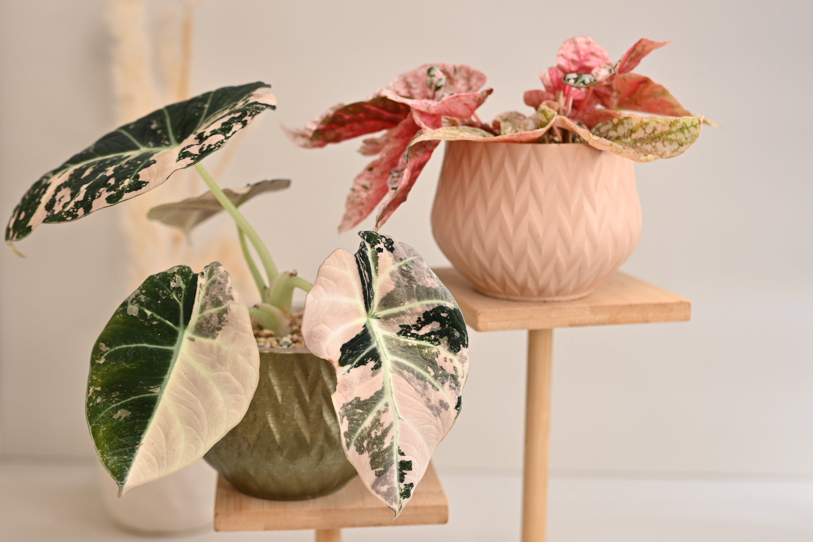 potted plants indoor plant planter bundle