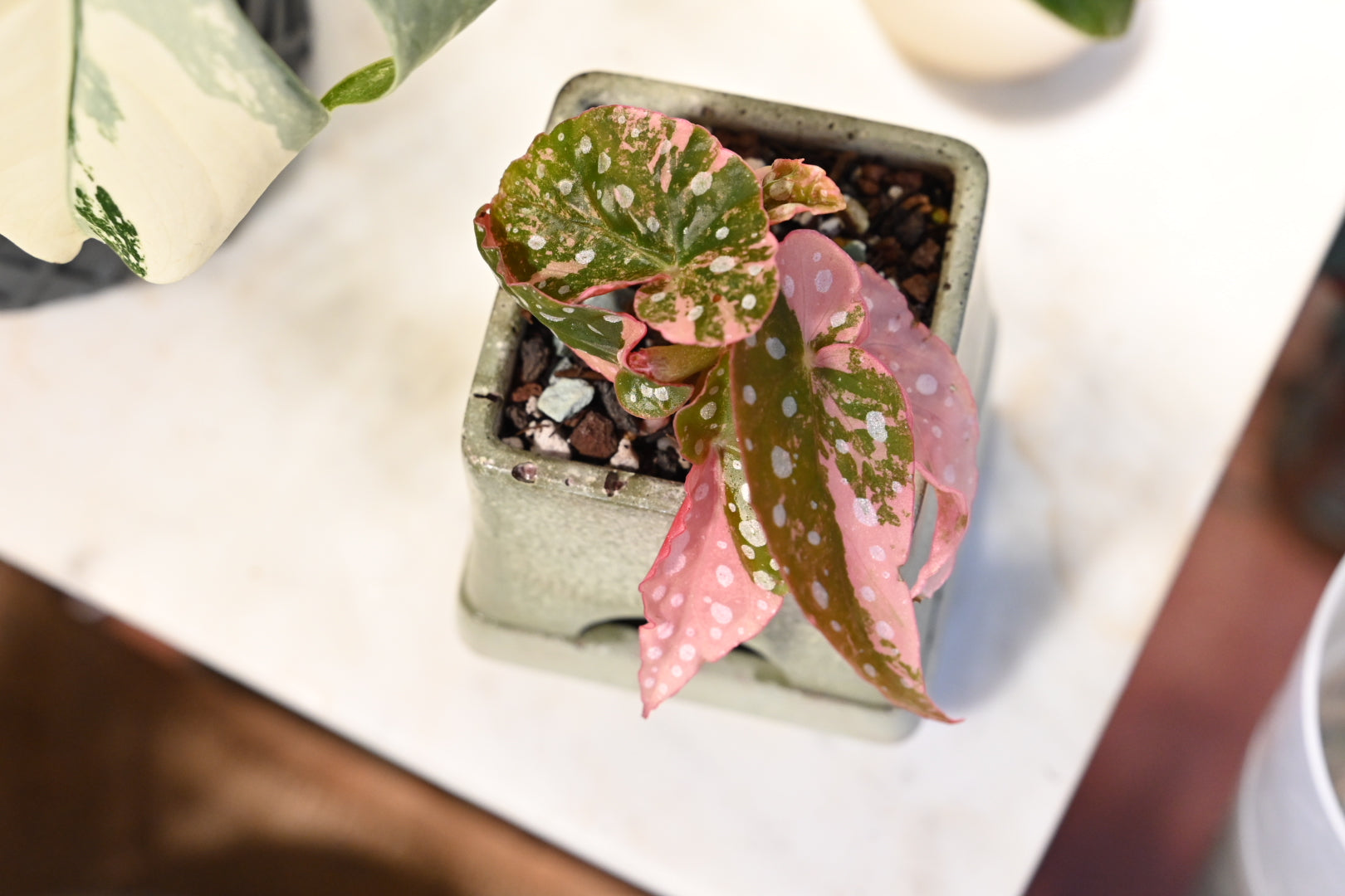 Pink Maculata Begonia