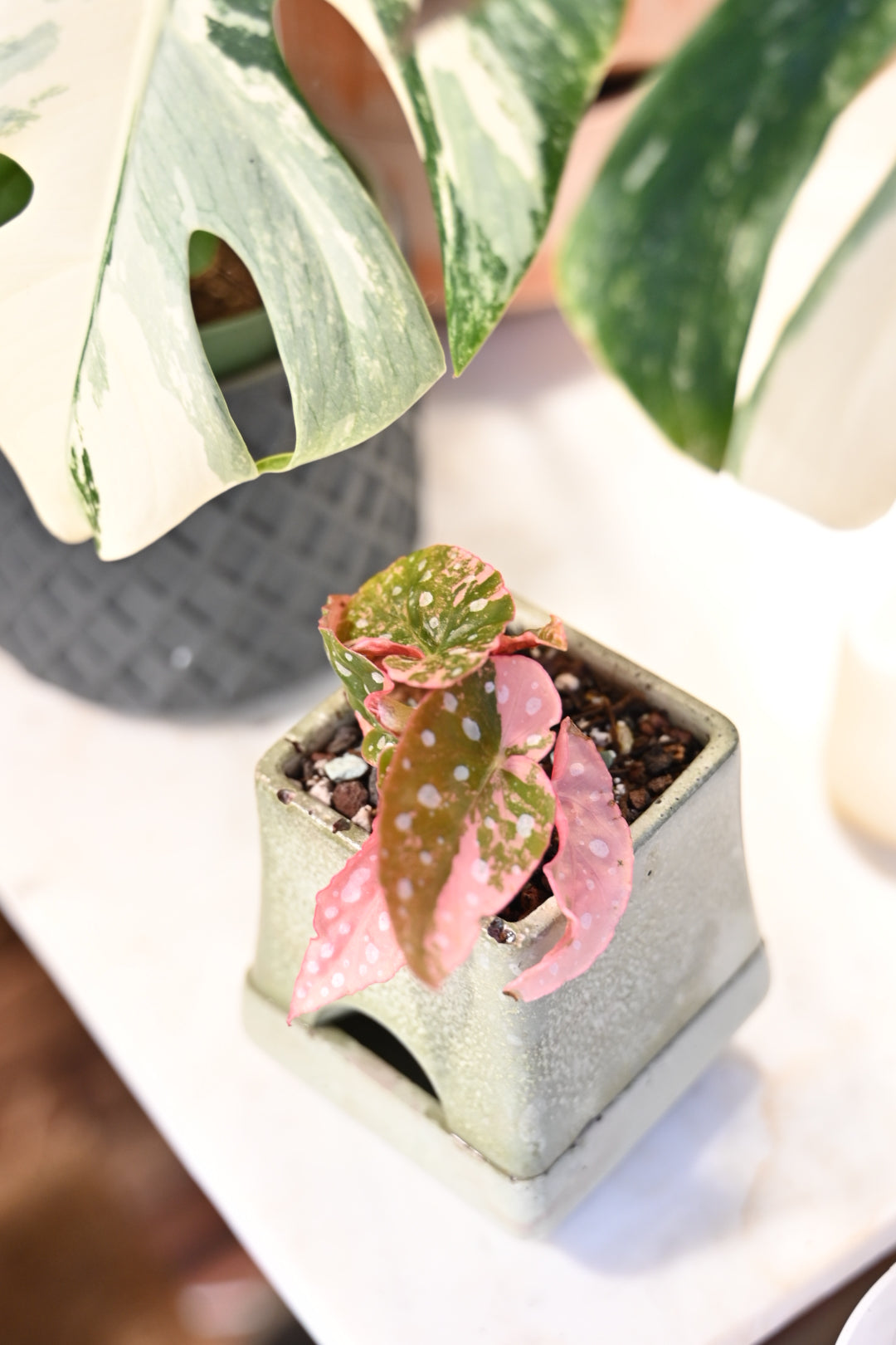 Pink Maculata Begonia