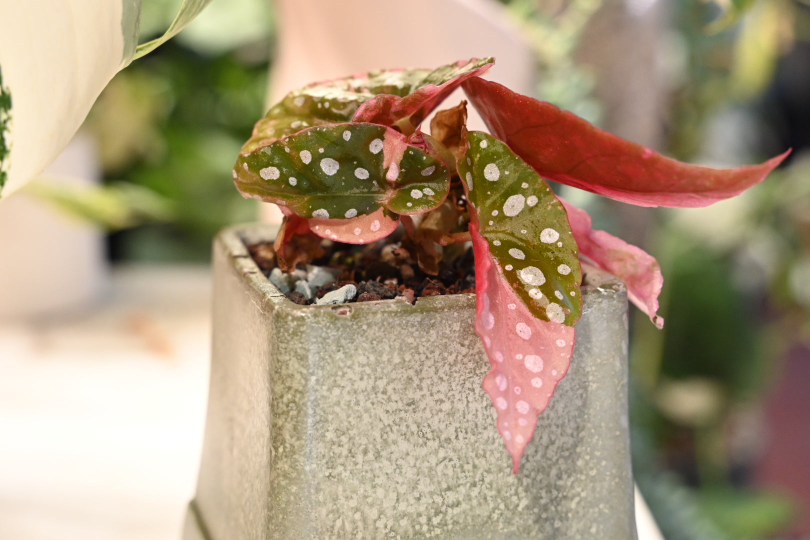 Pink Maculata Begonia