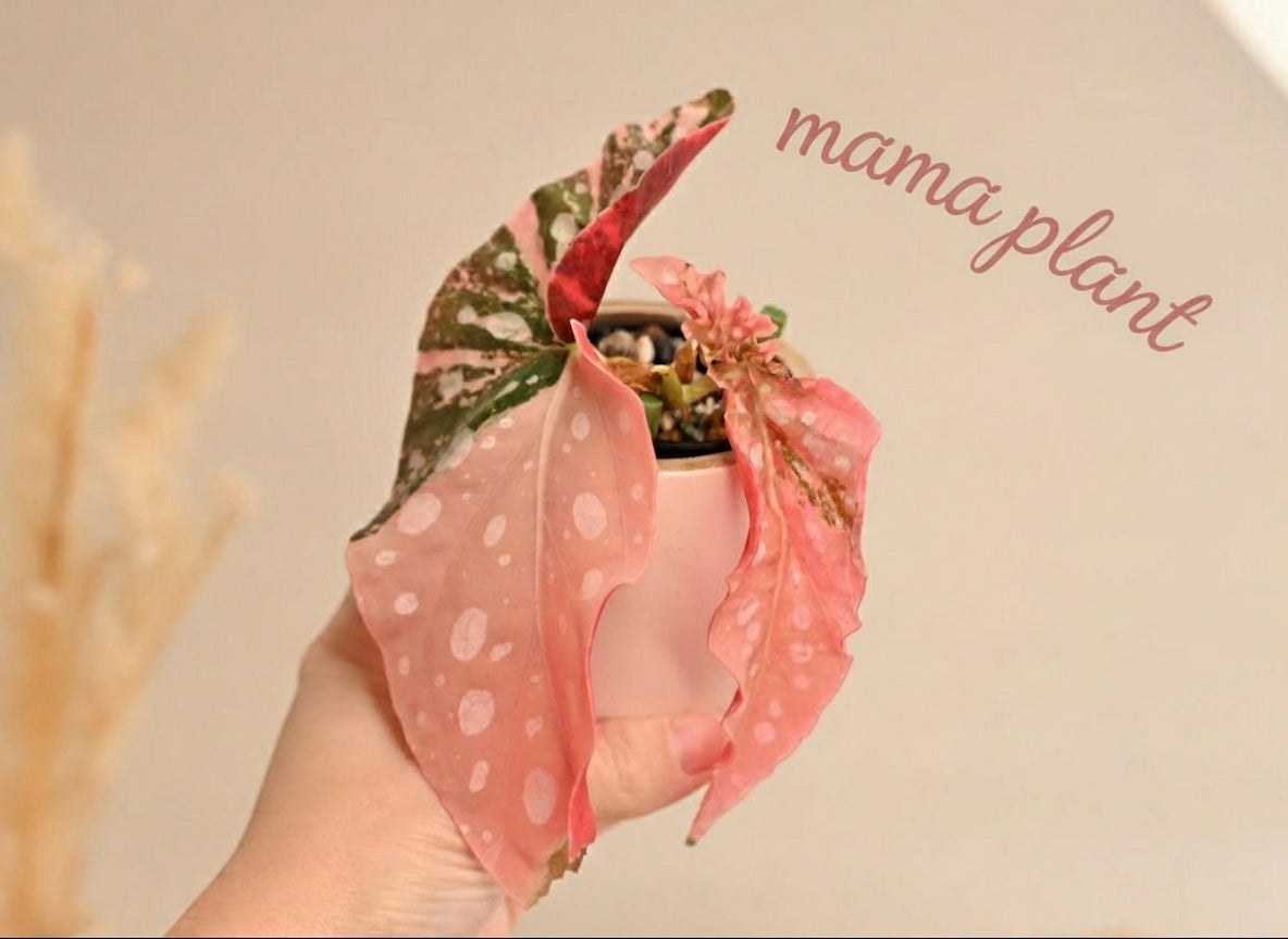 pink maculata begonia plant