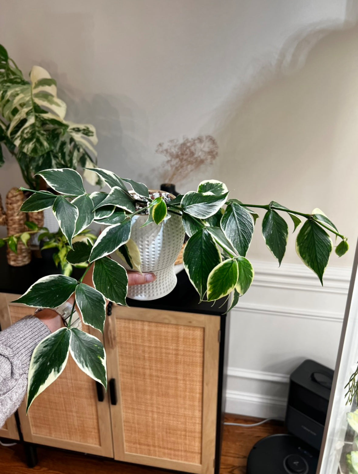 Dottie Self Watering Pot