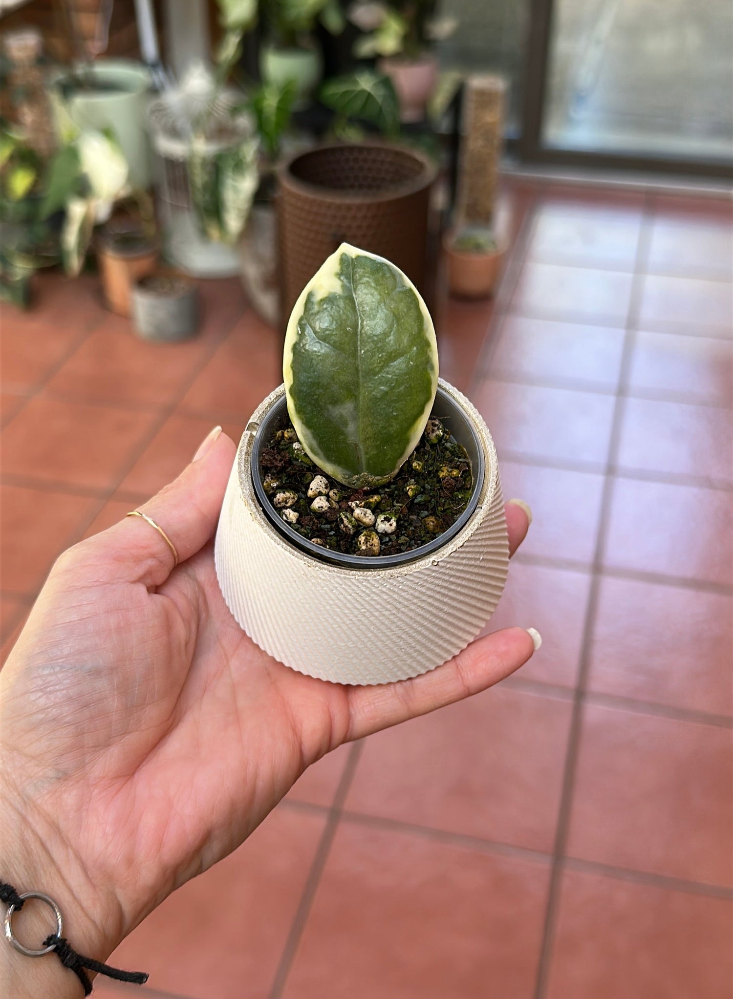 Hoya Madara Snow Angel Cutting For Sale