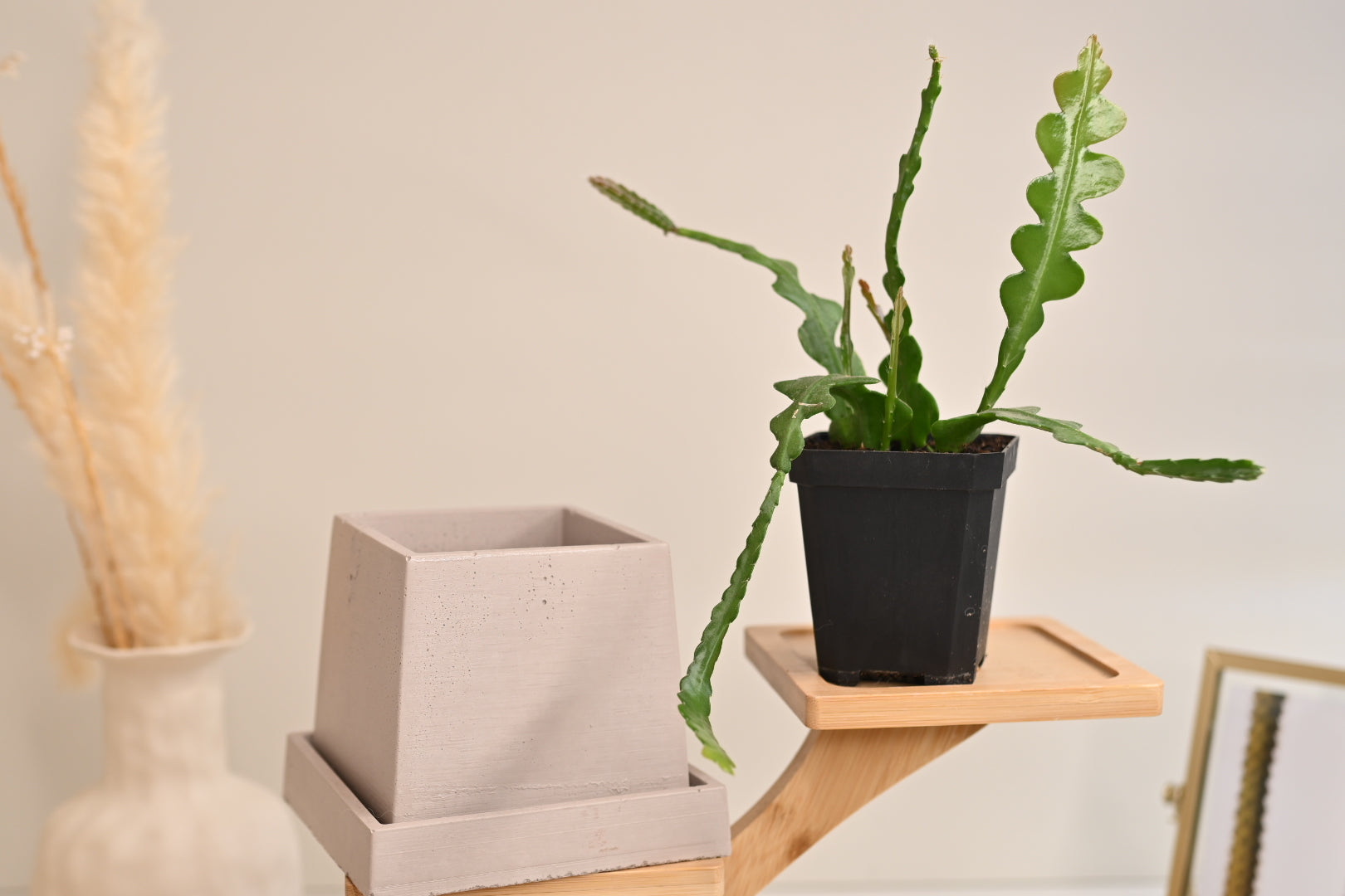 Tapered Square Pot + Saucer