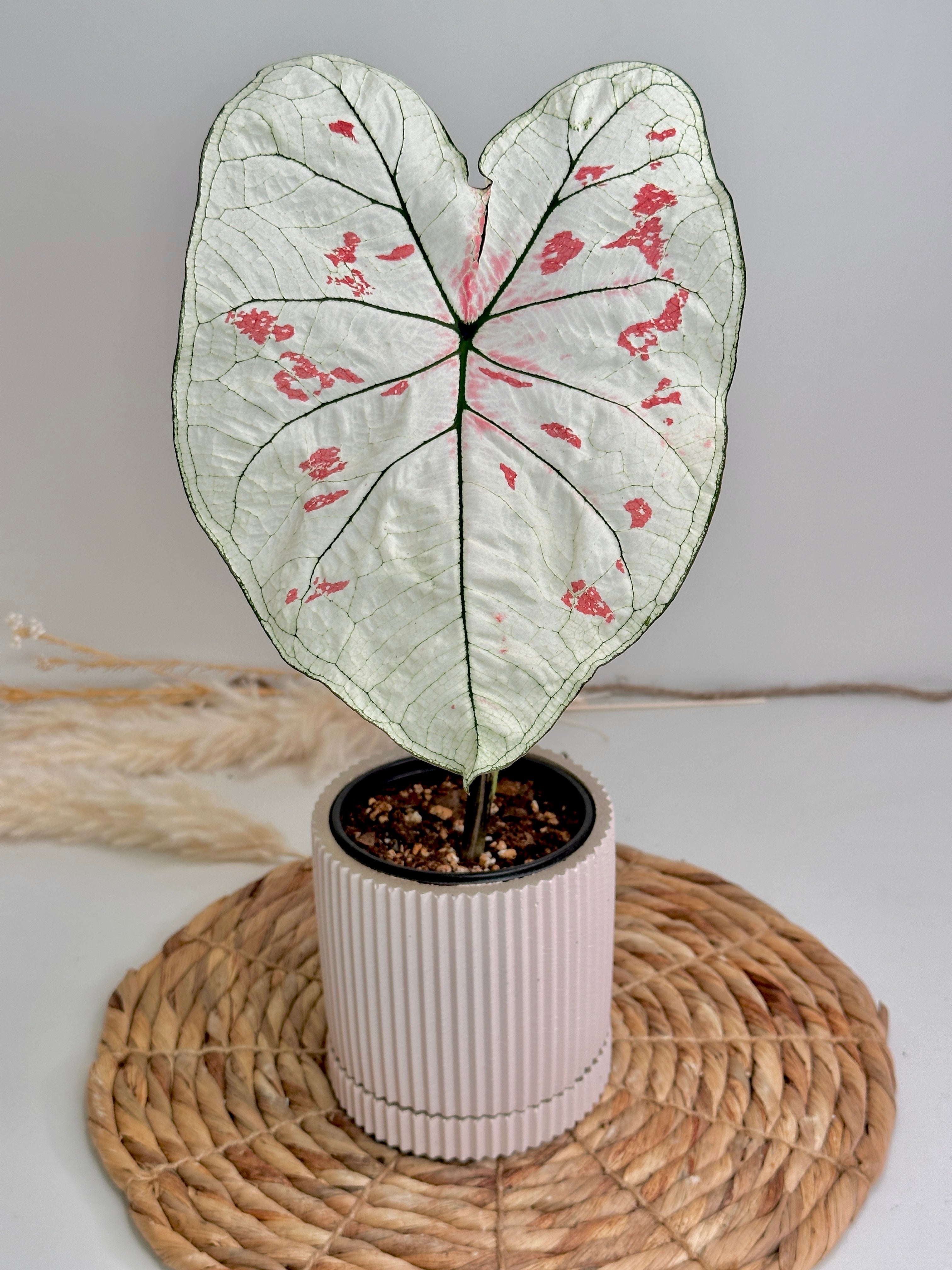 Pink pot with saucer planter with potted plant strawberry star caladium