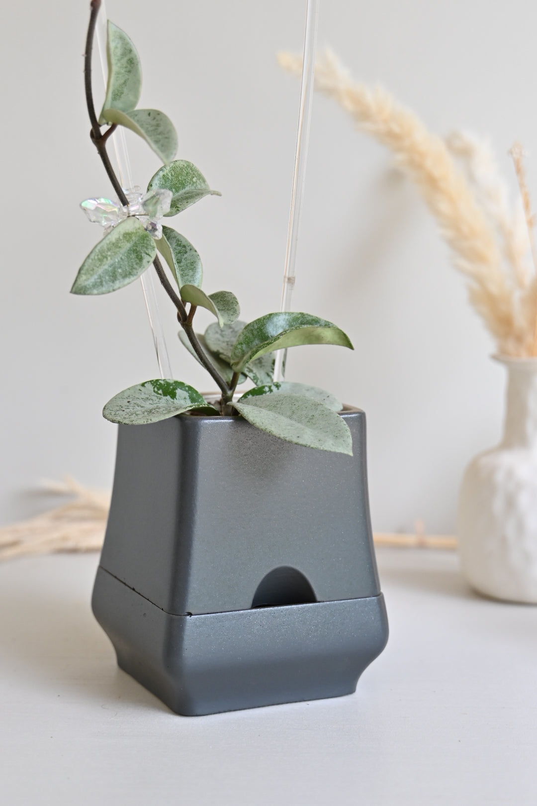Belle - Self-Watering Concrete Planter