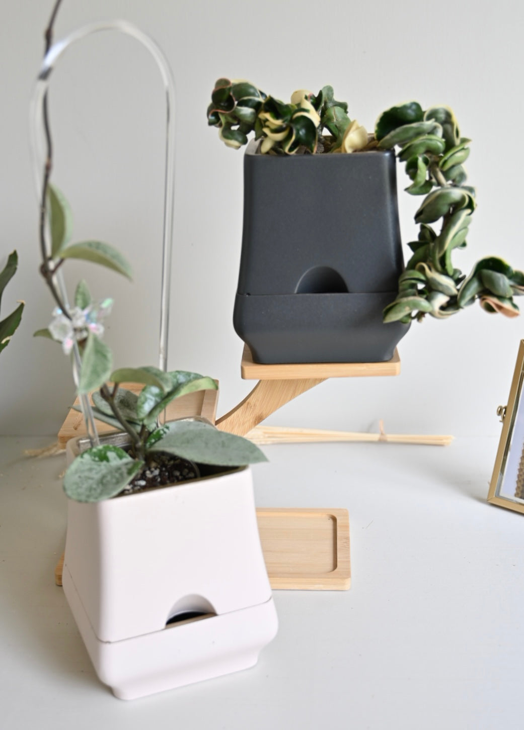 Belle - Self-Watering Concrete Planter