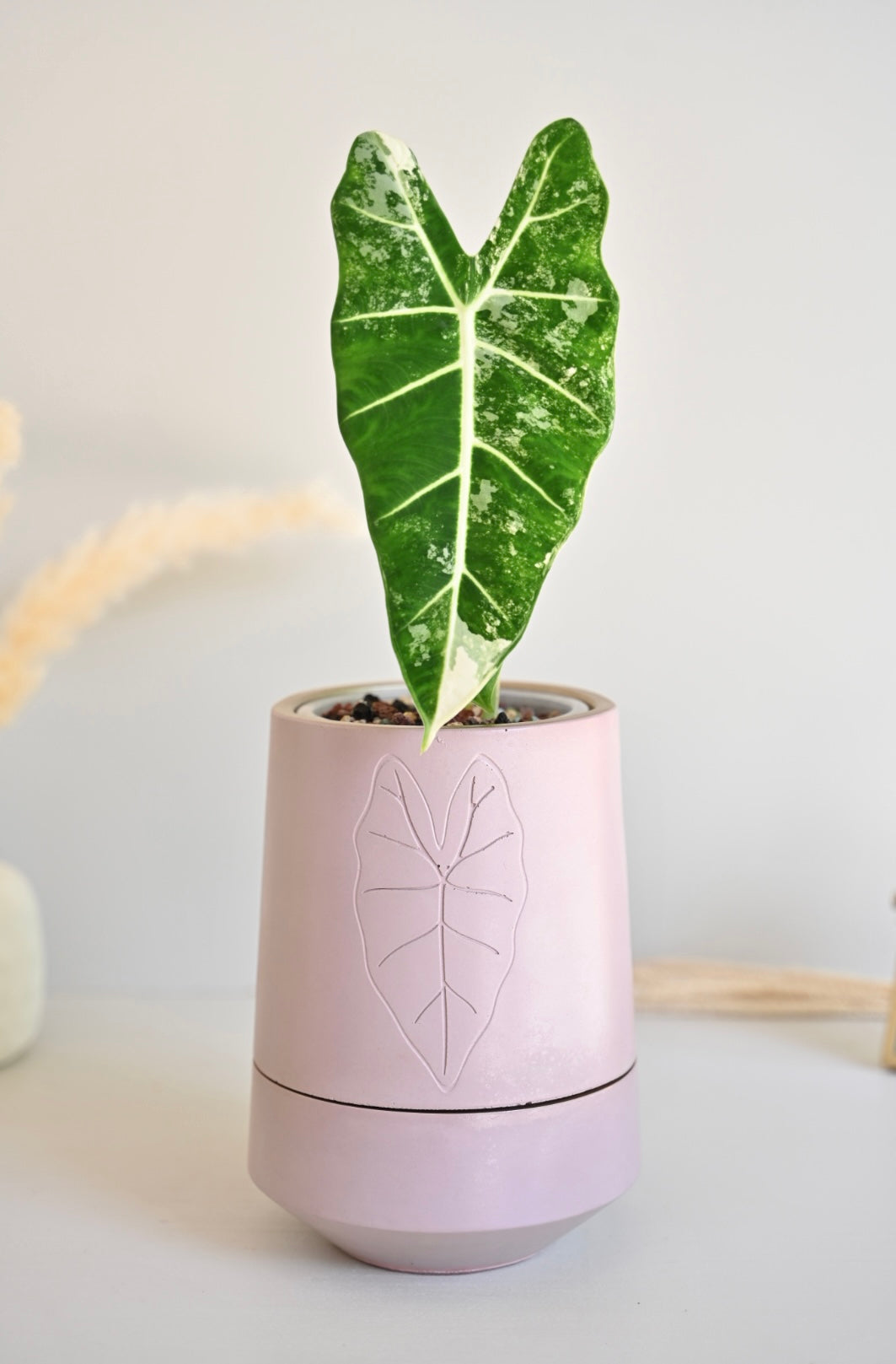 Tall Self-Watering Alocasia Planter