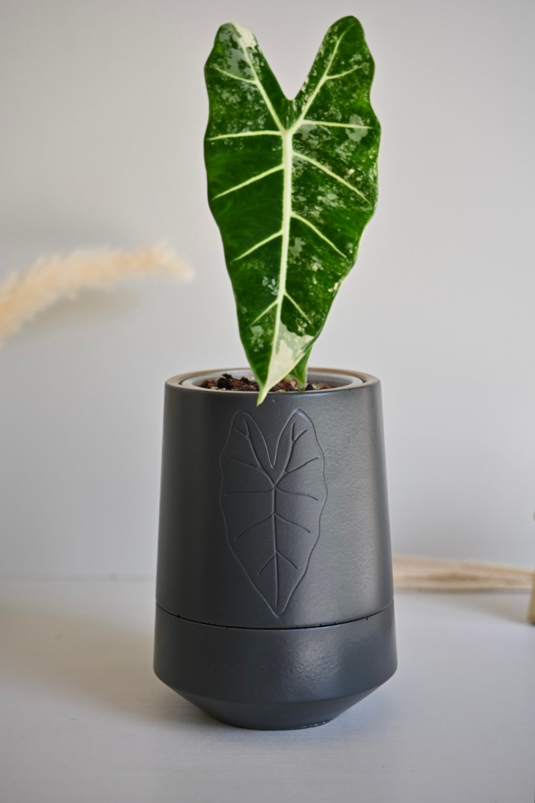 Tall Self-Watering Alocasia Planter