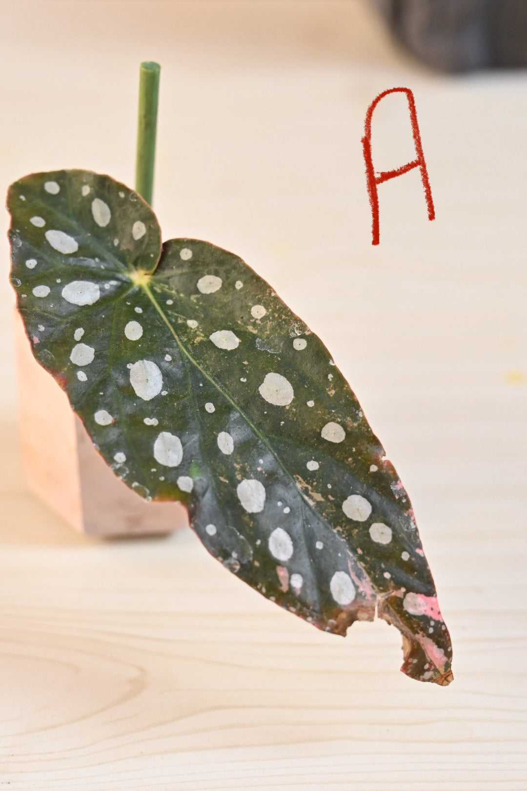 Pink Maculata Begonia - Rare Variegated Starter Plant