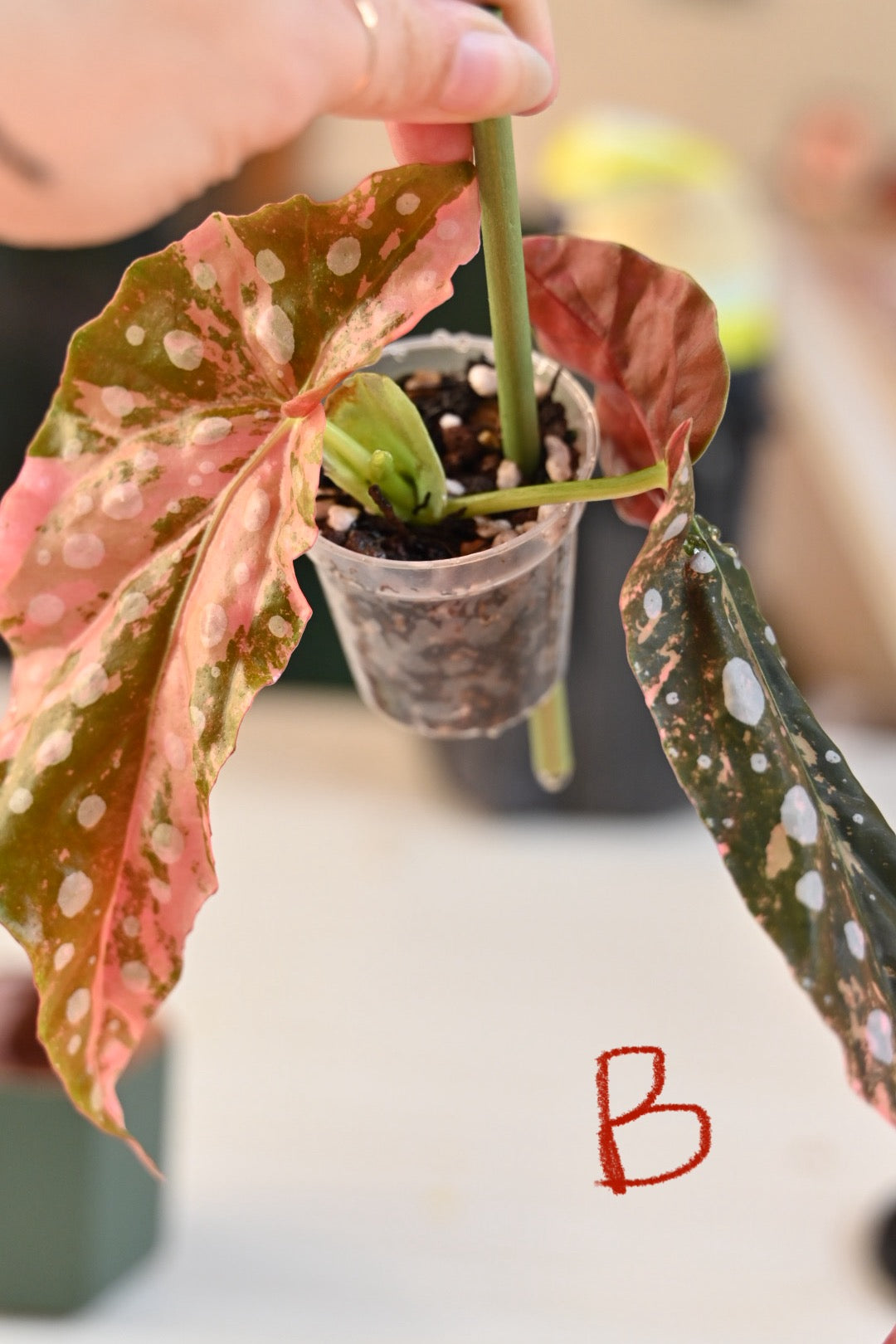Pink Maculata Begonia - Rare Variegated Starter Plant