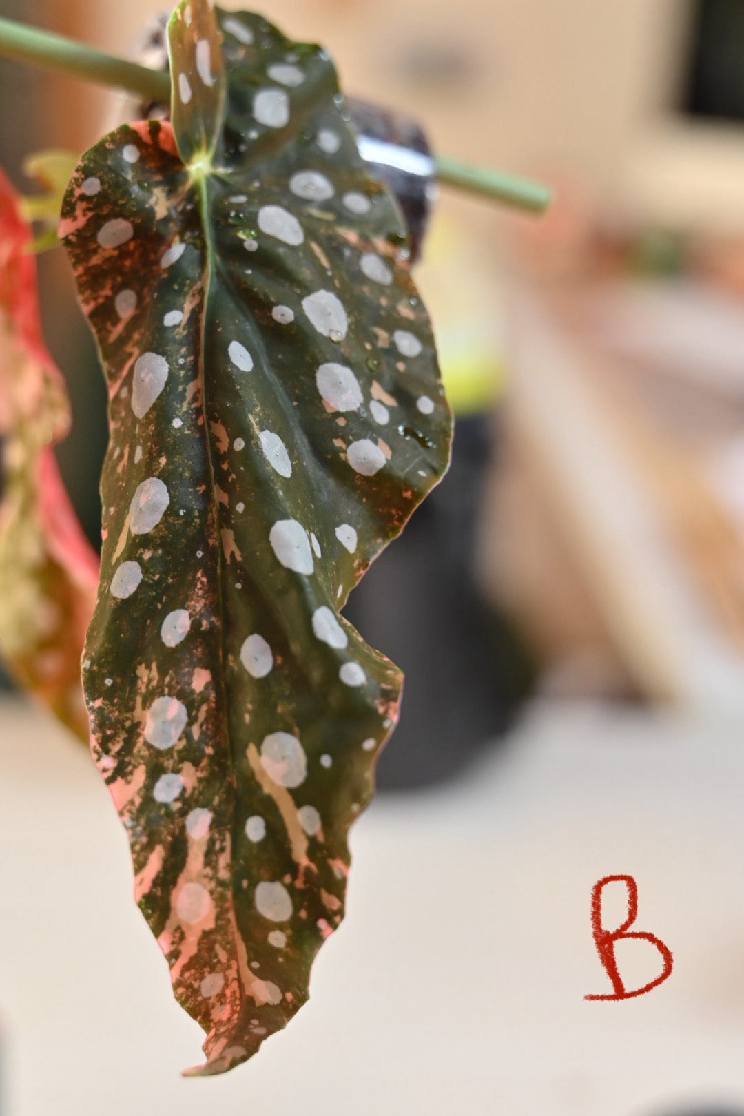 Pink Maculata Begonia - Rare Variegated Starter Plant