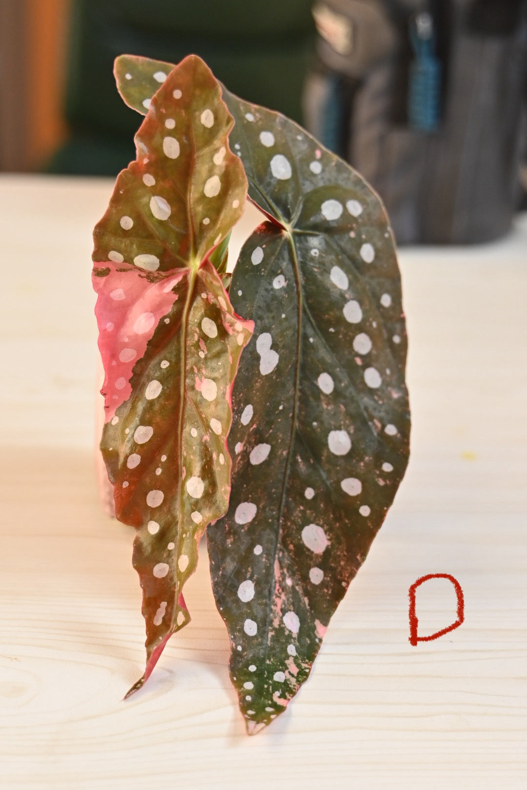 Pink Maculata Begonia - Rare Variegated Starter Plant