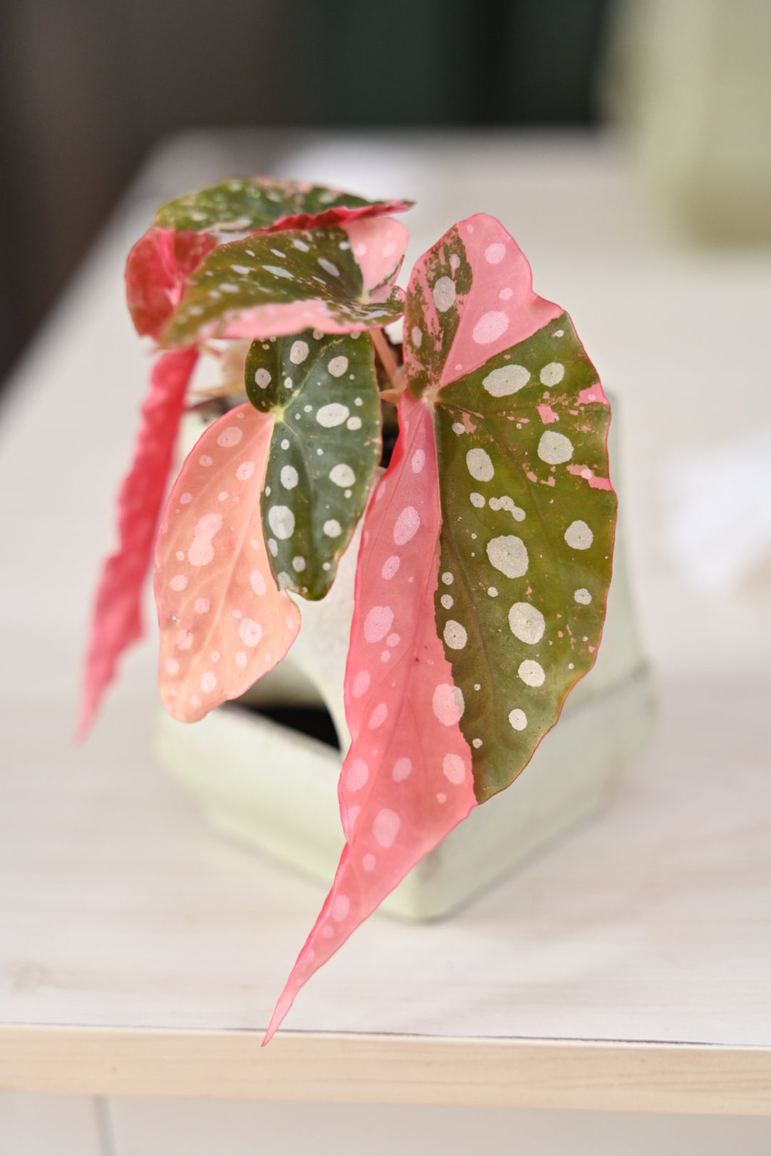 Pink Maculata Begonia