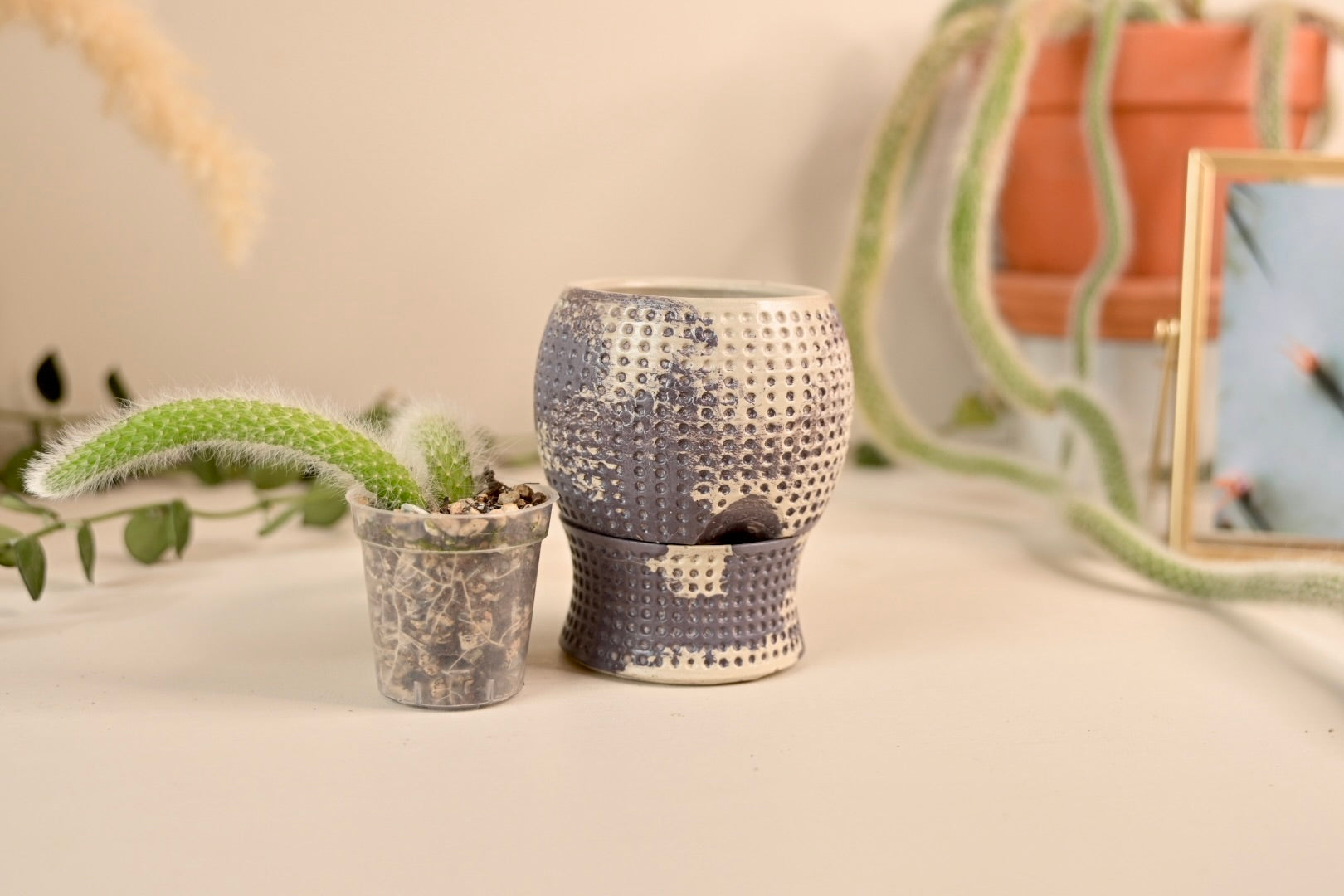 2.5" Unique Dottie Mini Self-Watering Pot