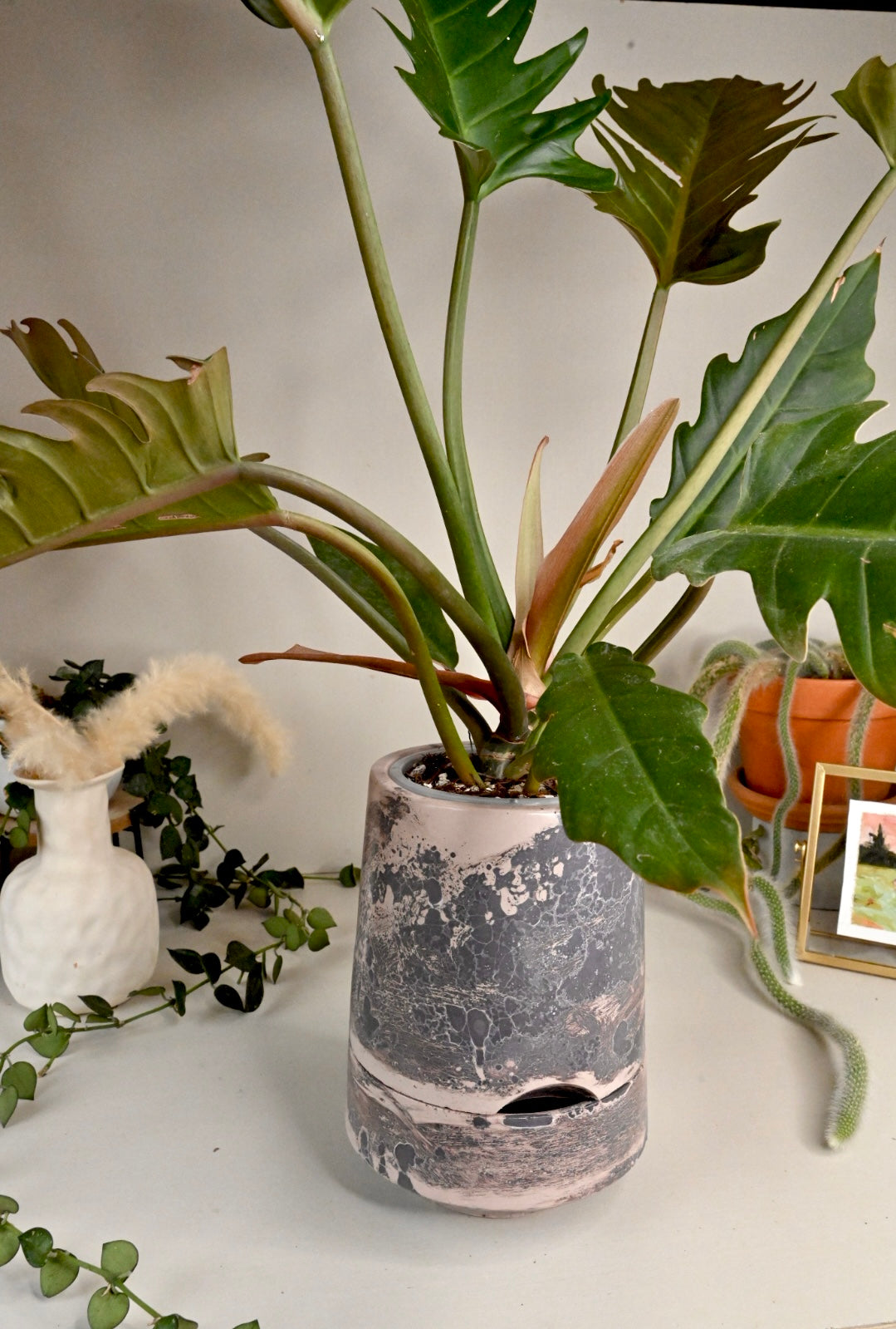 Tall Self-Watering Alocasia Planter Unique