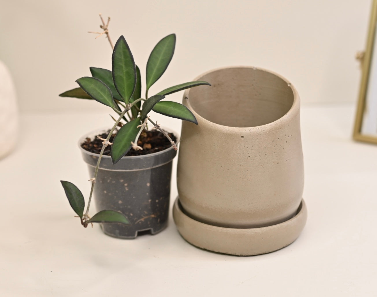hoya indoor plant pots designer planter saucer
