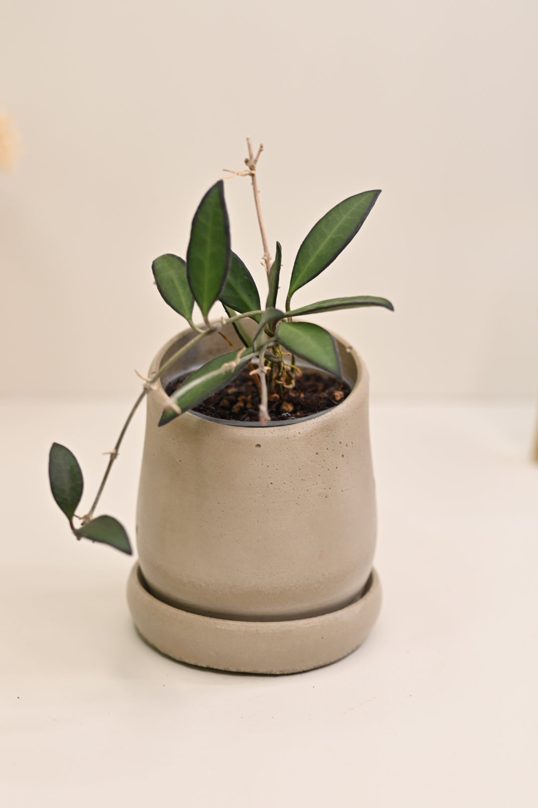 hoya in green minimalist plant pots designer planter wholesale pottery