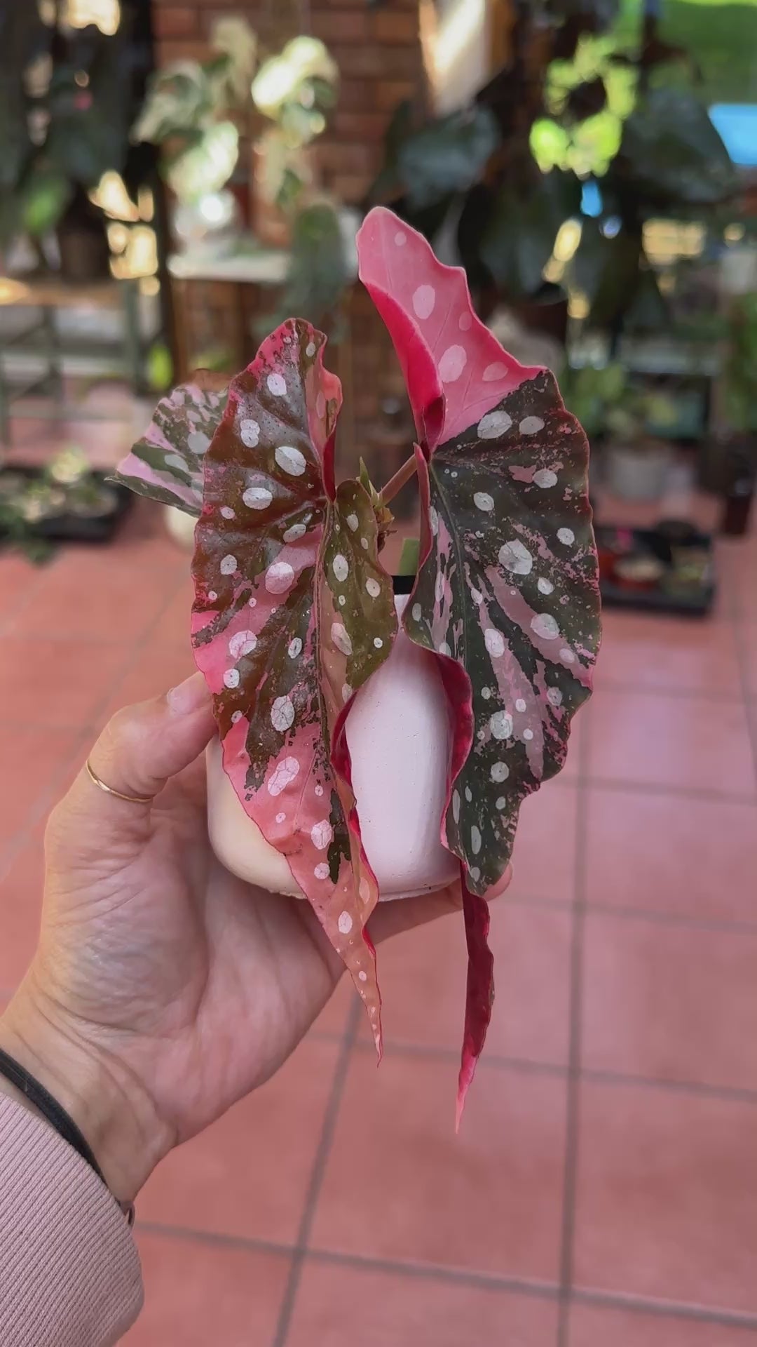 Pink Maculata Begonia