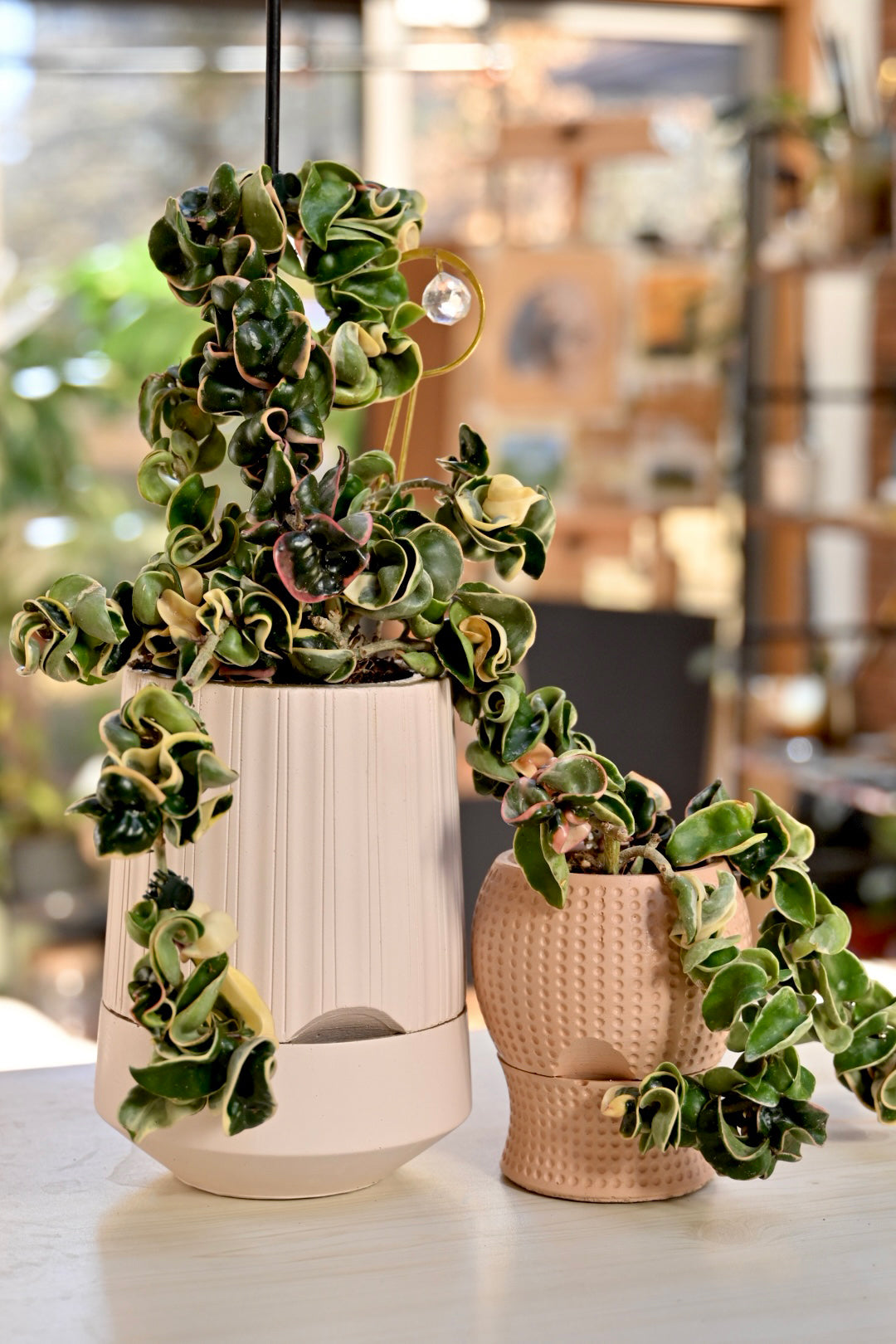 self watering planter hoya rope plant