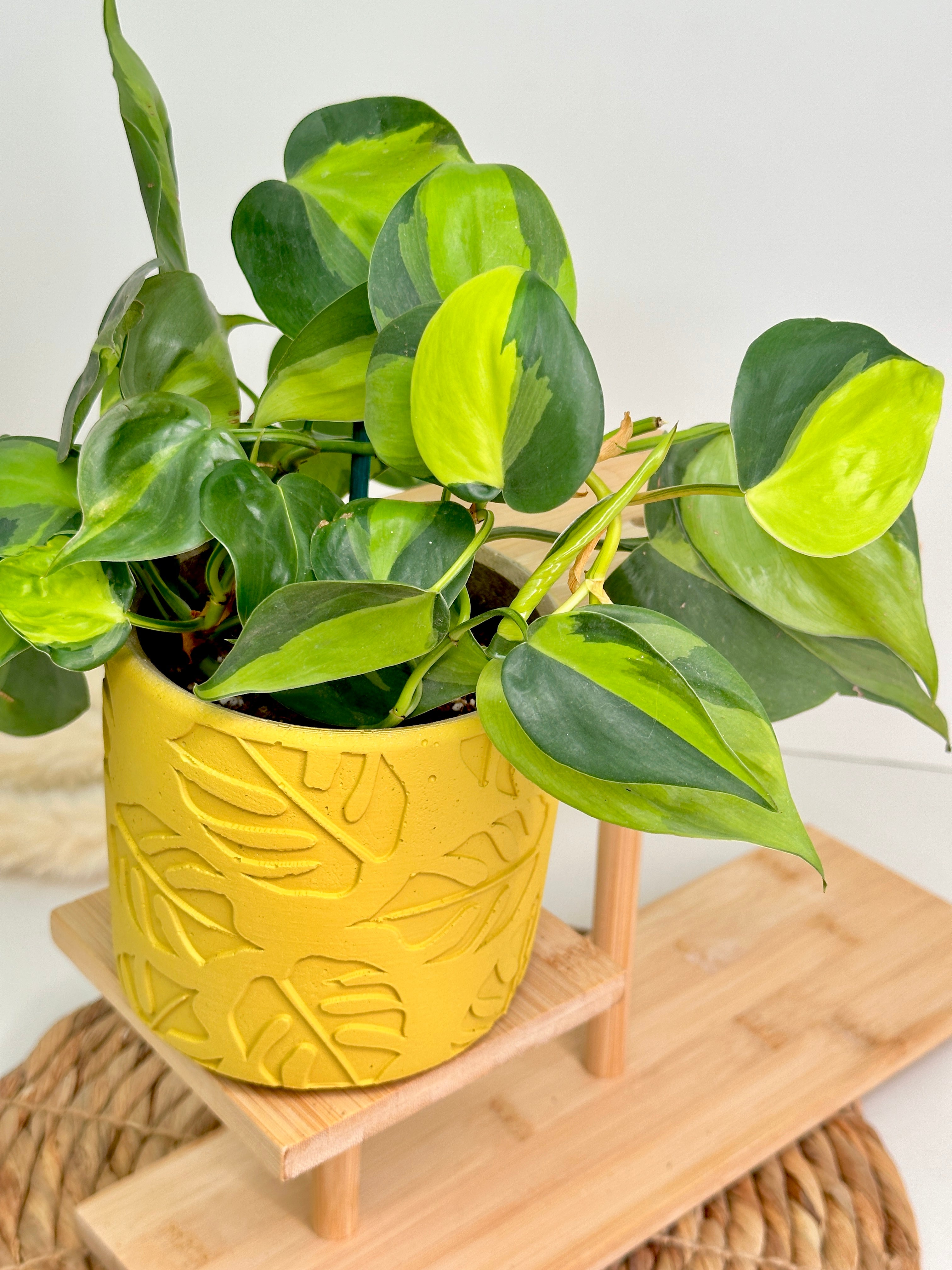 yellow monstera leaf pots planted pot philodendron