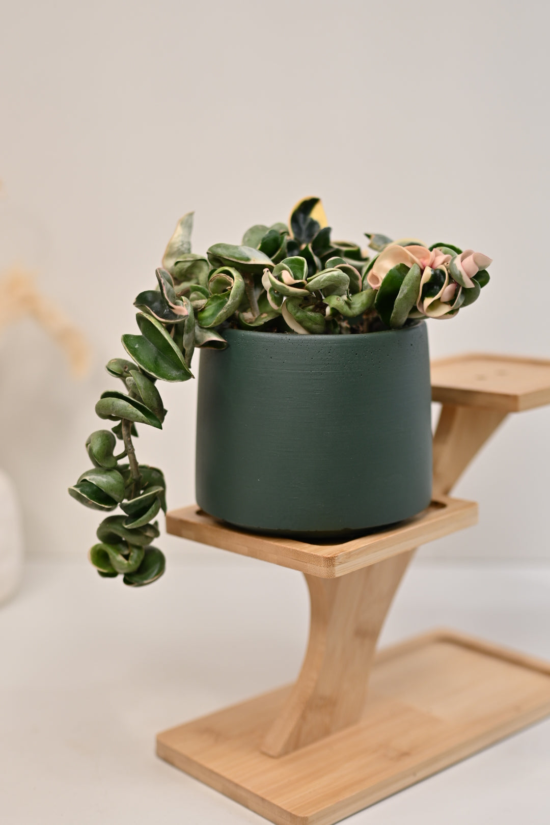 cache pot and hoya plant