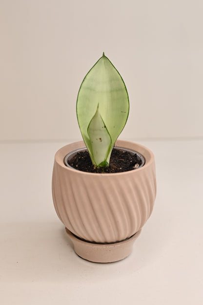 Moonshine Sansevieria + 3” Boho Beige Tulip Pot and Saucer