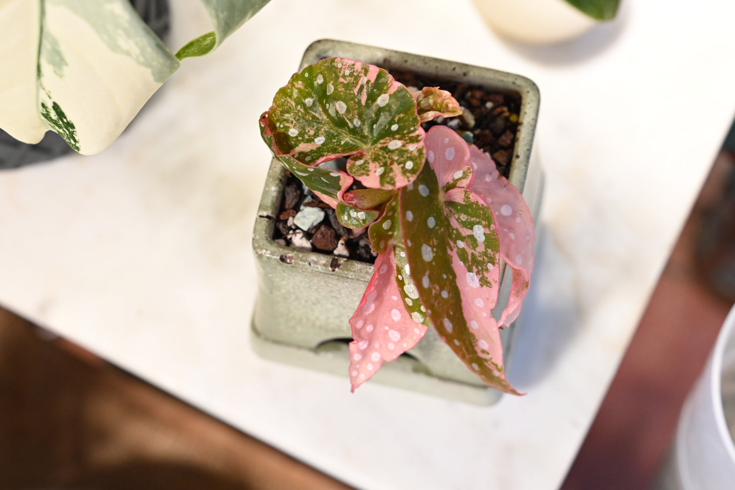 Pink Maculata Begonia