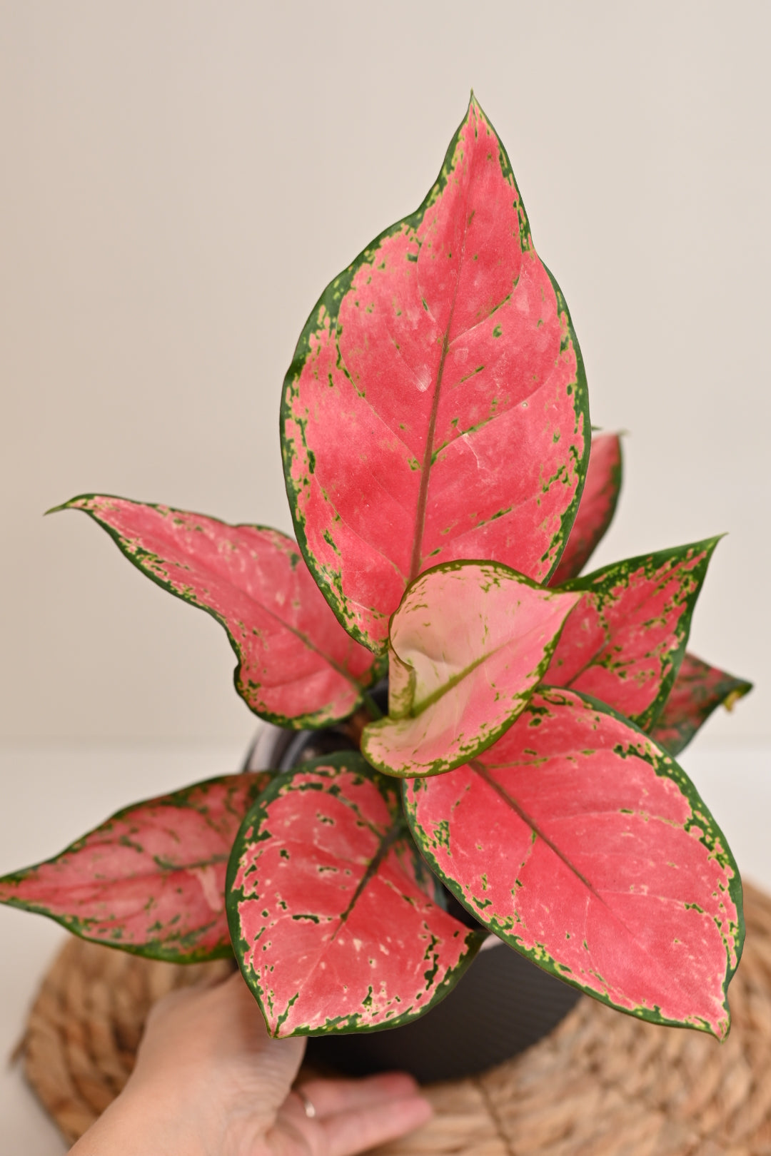 Aglaonema Beauty in Handmade Planter