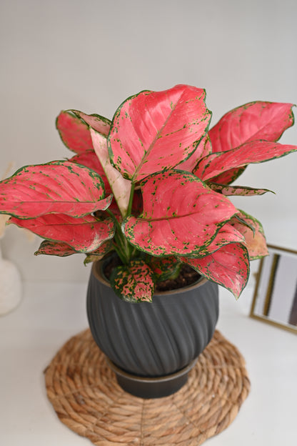 Aglaonema Beauty in Handmade Planter