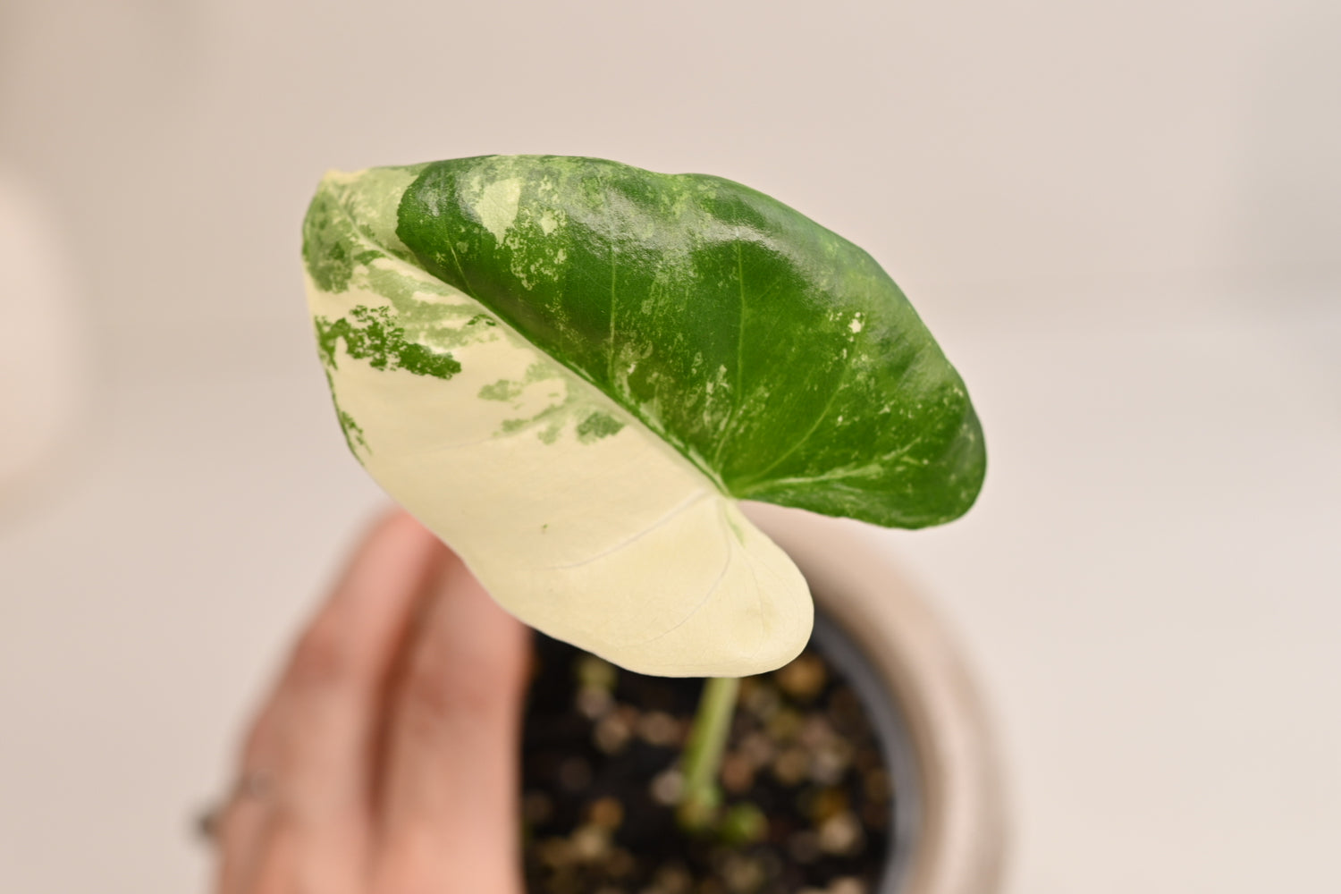 Alocasia Macrorrhiza Variegated Starter Plant + 3” Boho Beige Leaf Bowl Planter