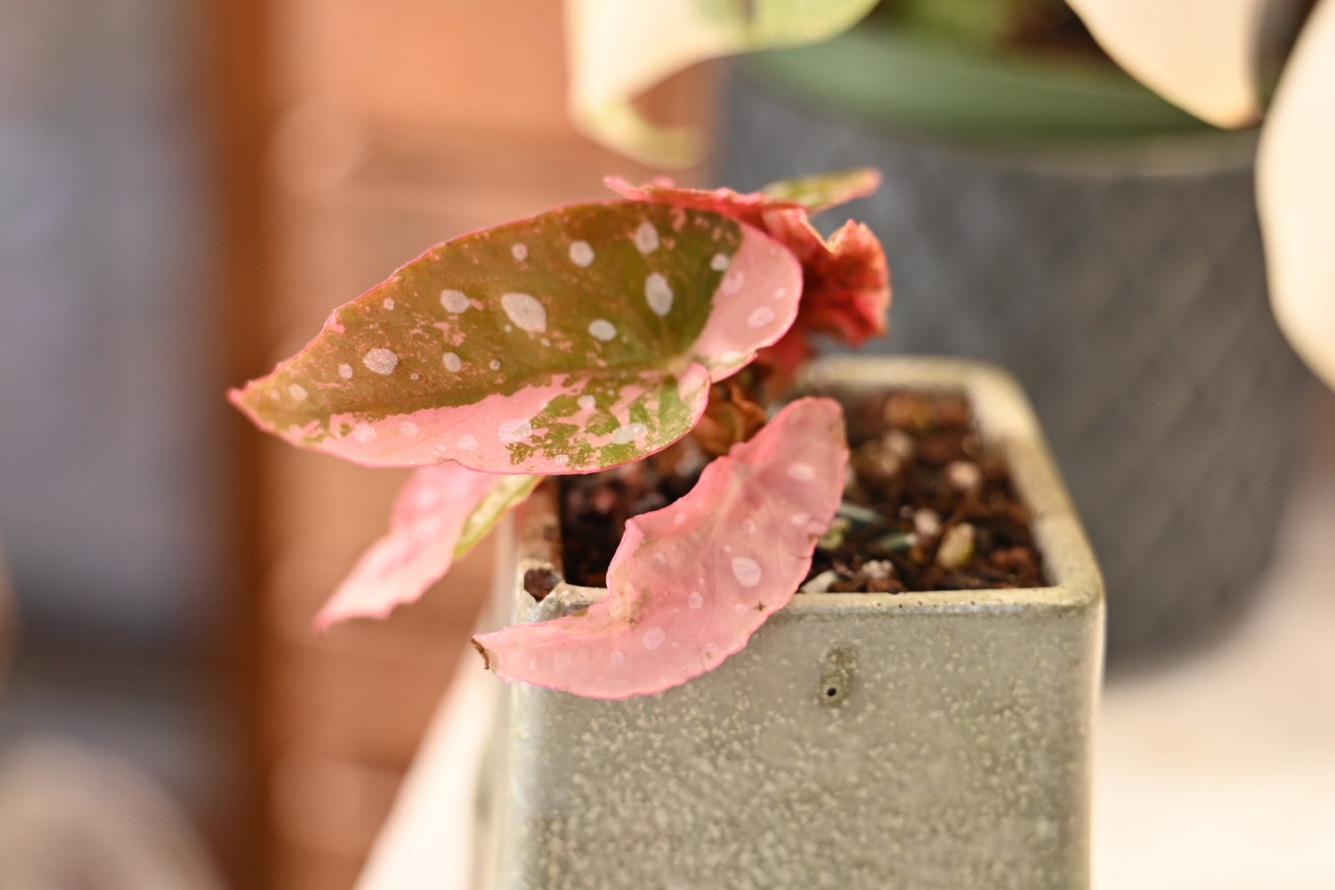 Pink Maculata Begonia