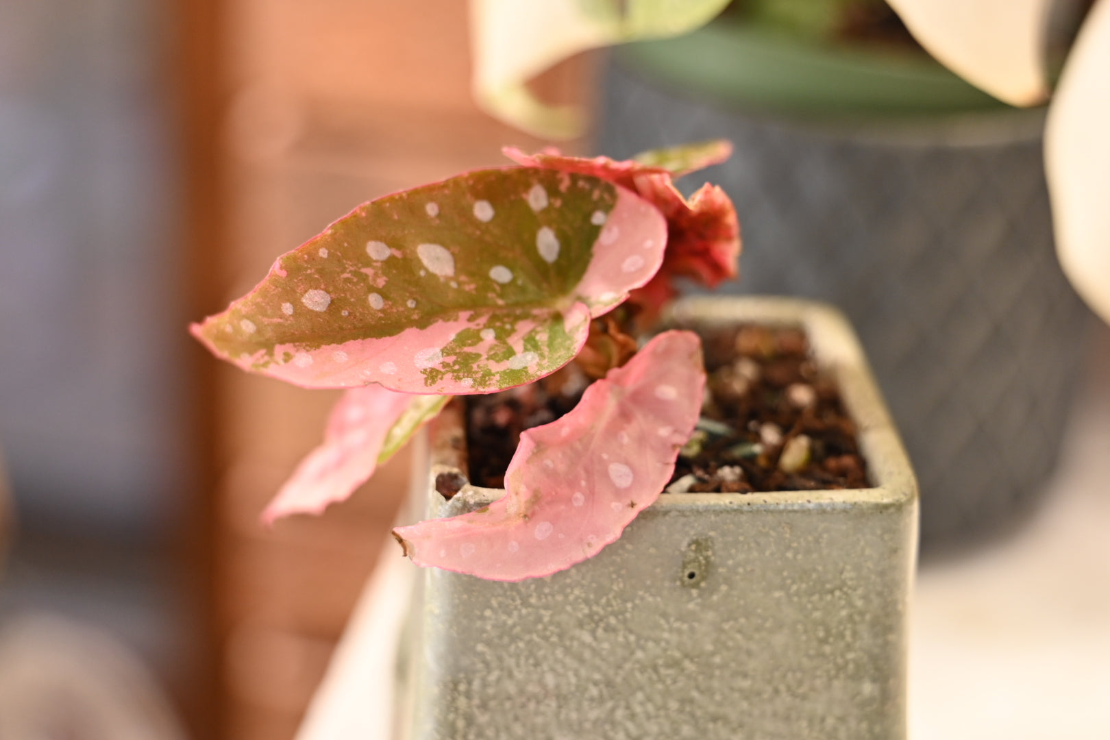 Pink Maculata Begonia