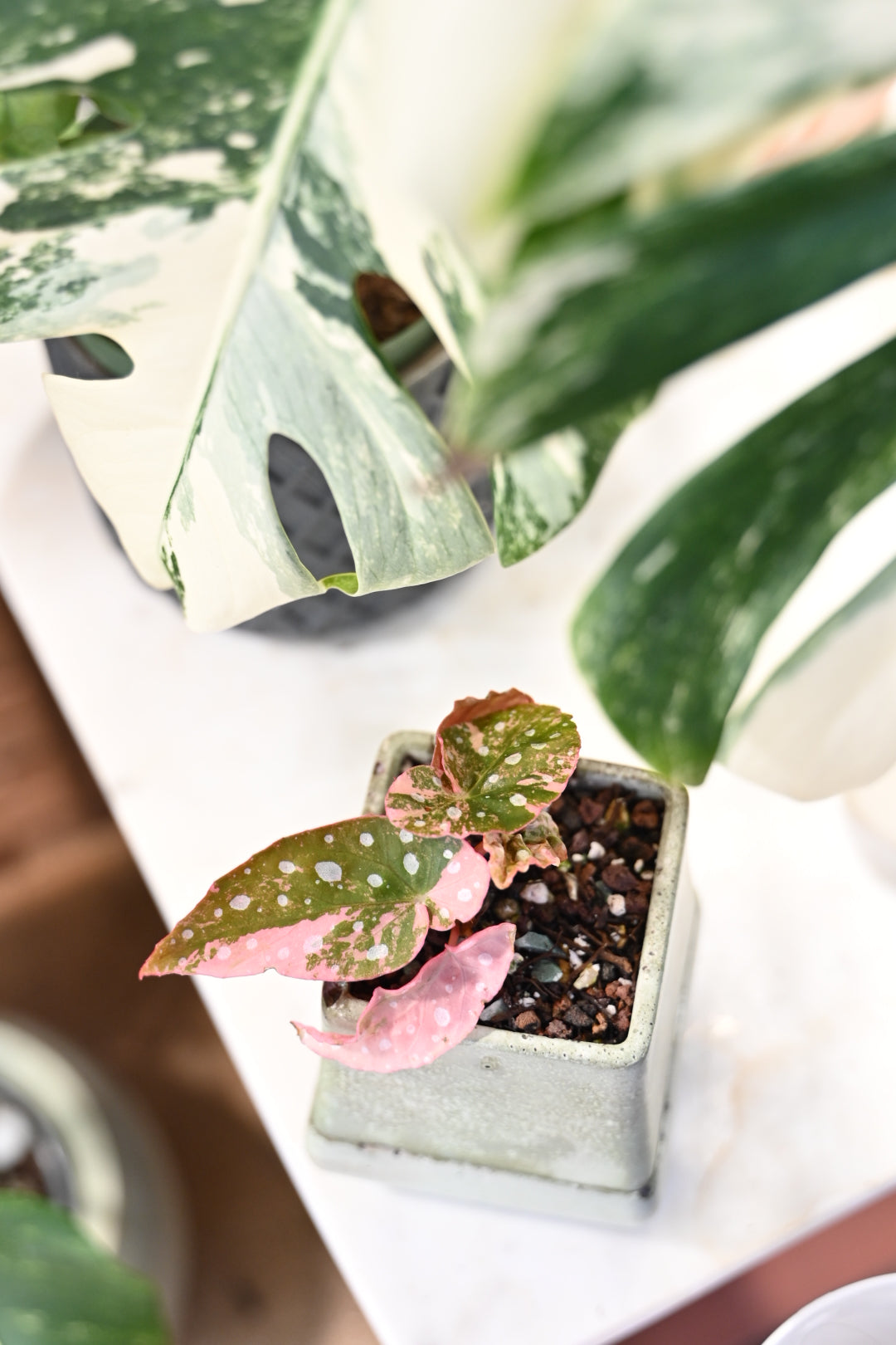 Pink Maculata Begonia