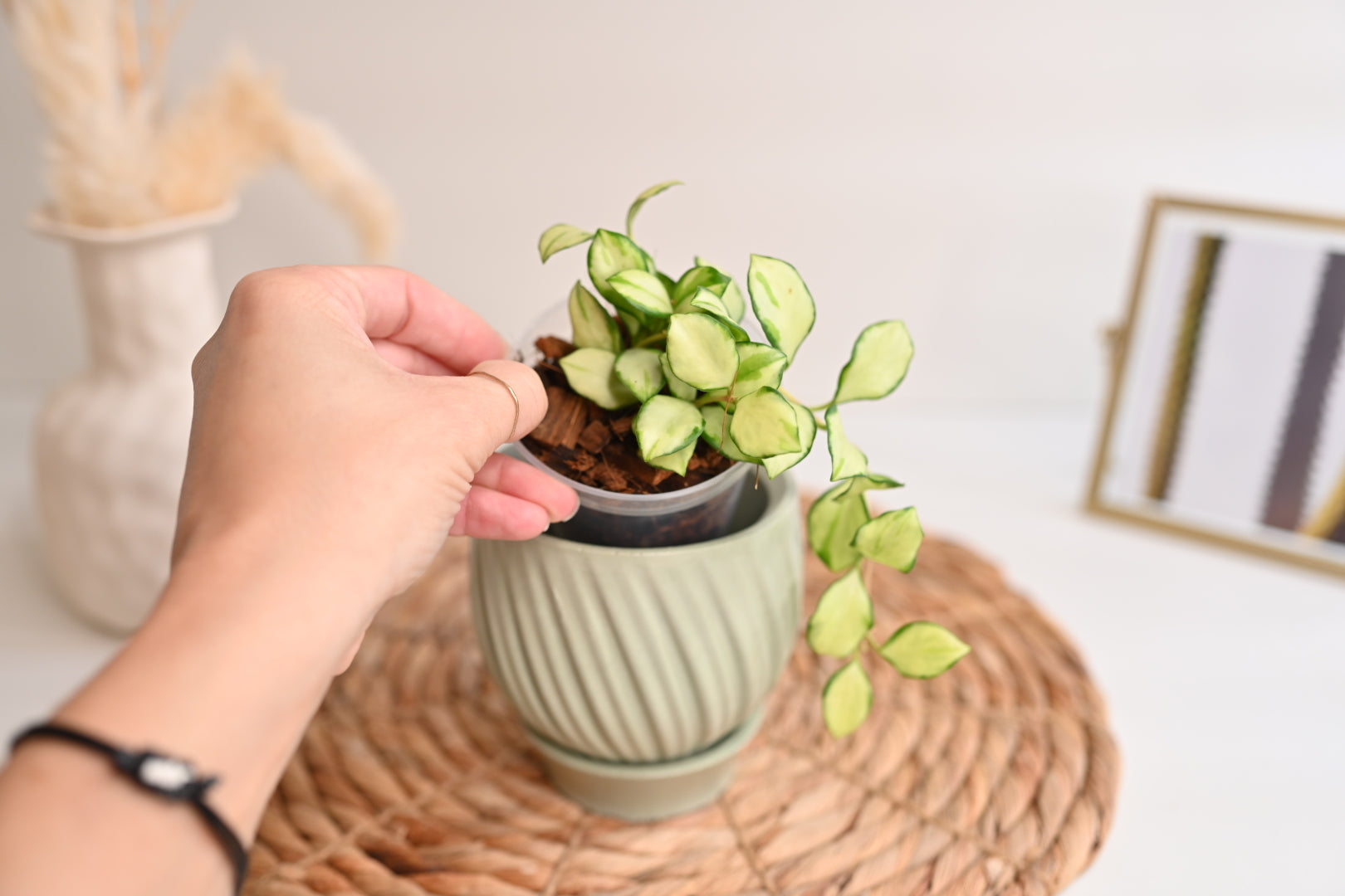 Hoya Heuschkeliana Variegated in Handmade Pot