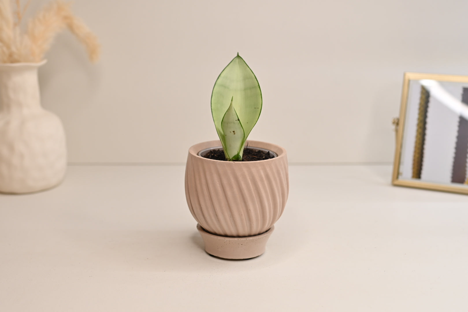 Moonshine Sansevieria + 3” Boho Beige Tulip Pot and Saucer