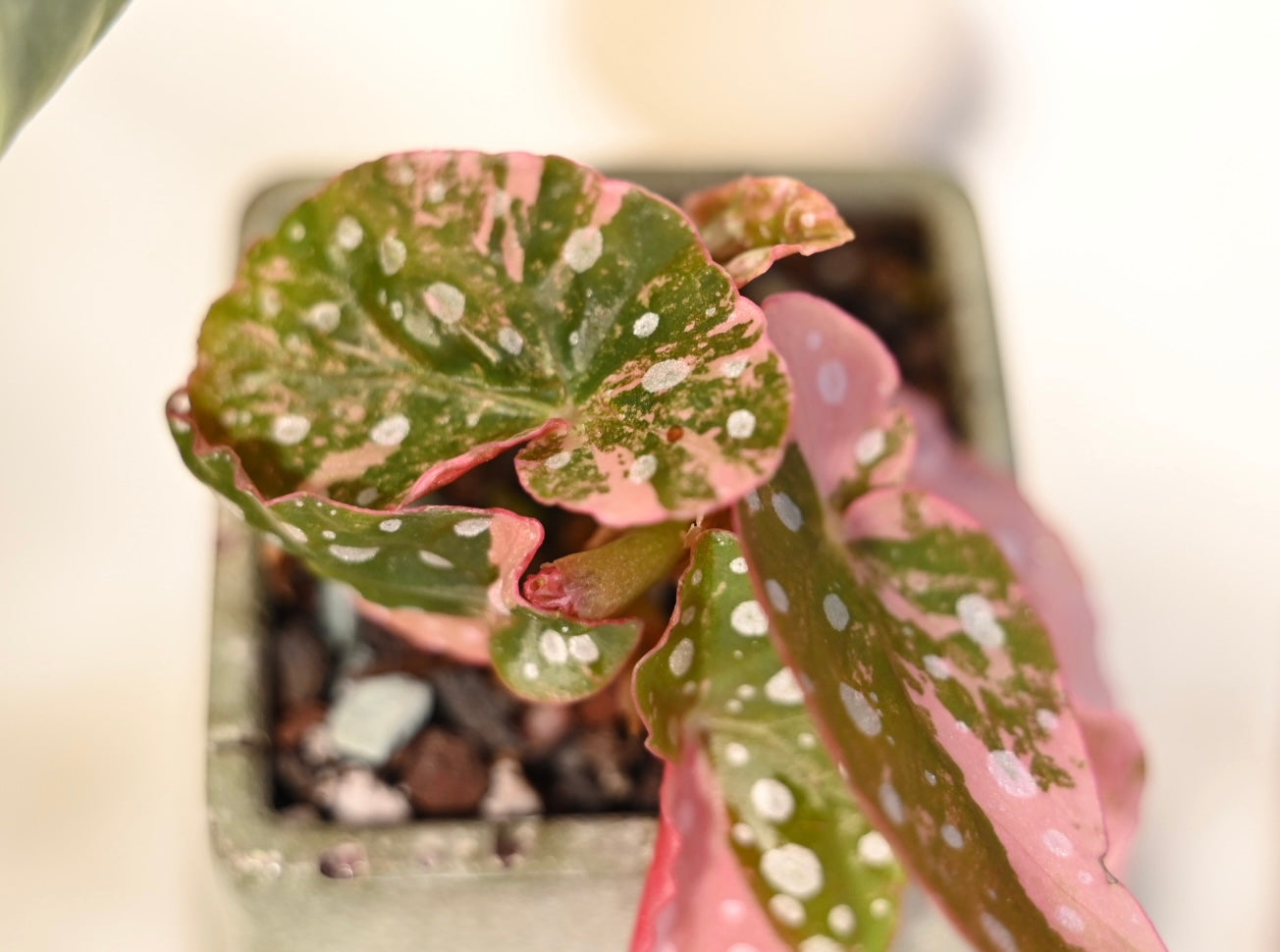 Pink Maculata Begonia