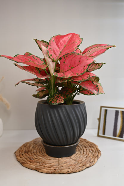 Aglaonema Beauty in Handmade Planter