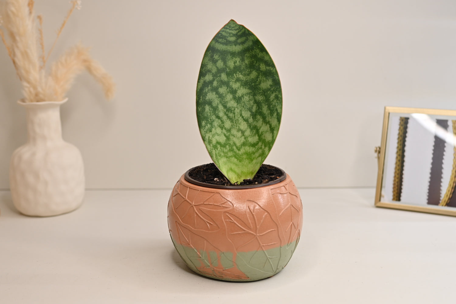 Whalefin Snake Plant + Terracotta and Sage Leaf Bowl Planter