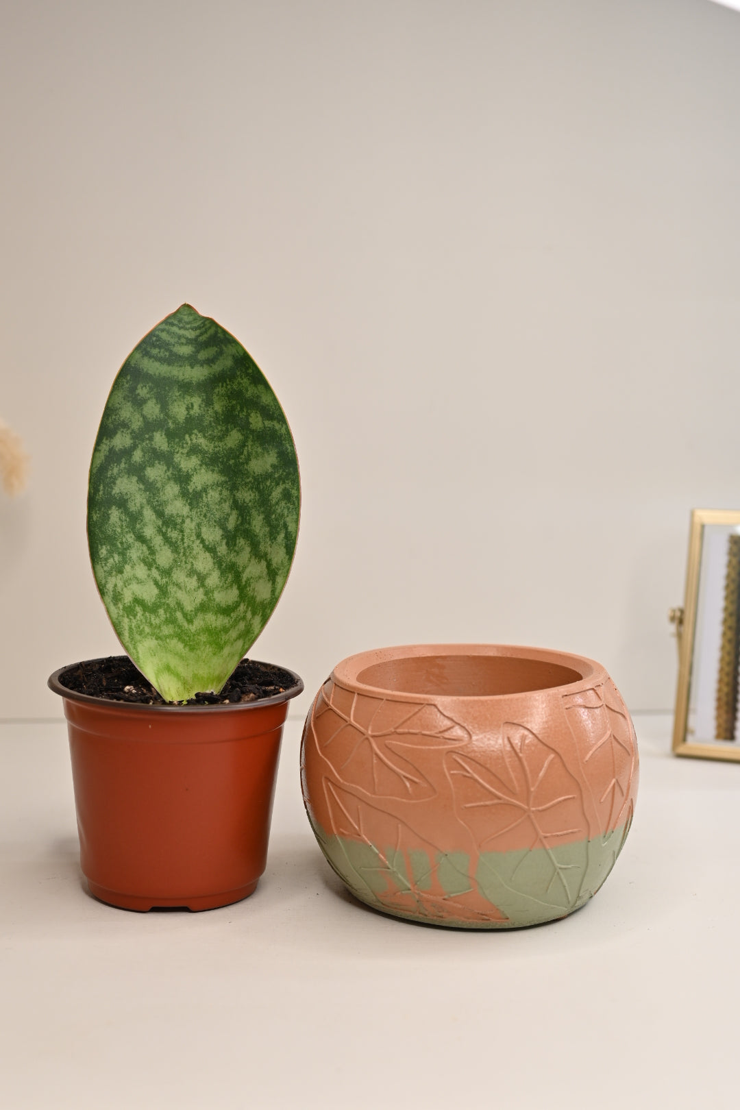 Whalefin Snake Plant + Terracotta and Sage Leaf Bowl Planter