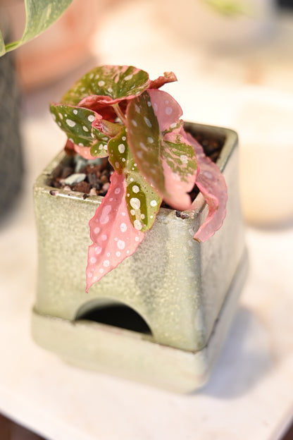 Pink Maculata Begonia