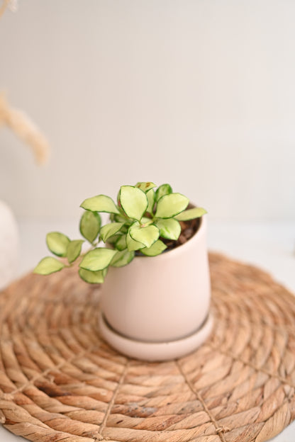 Hoya Heuschkeliana Variegated in Handmade Pot