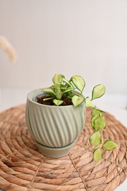 Hoya Heuschkeliana Variegated in Handmade Pot