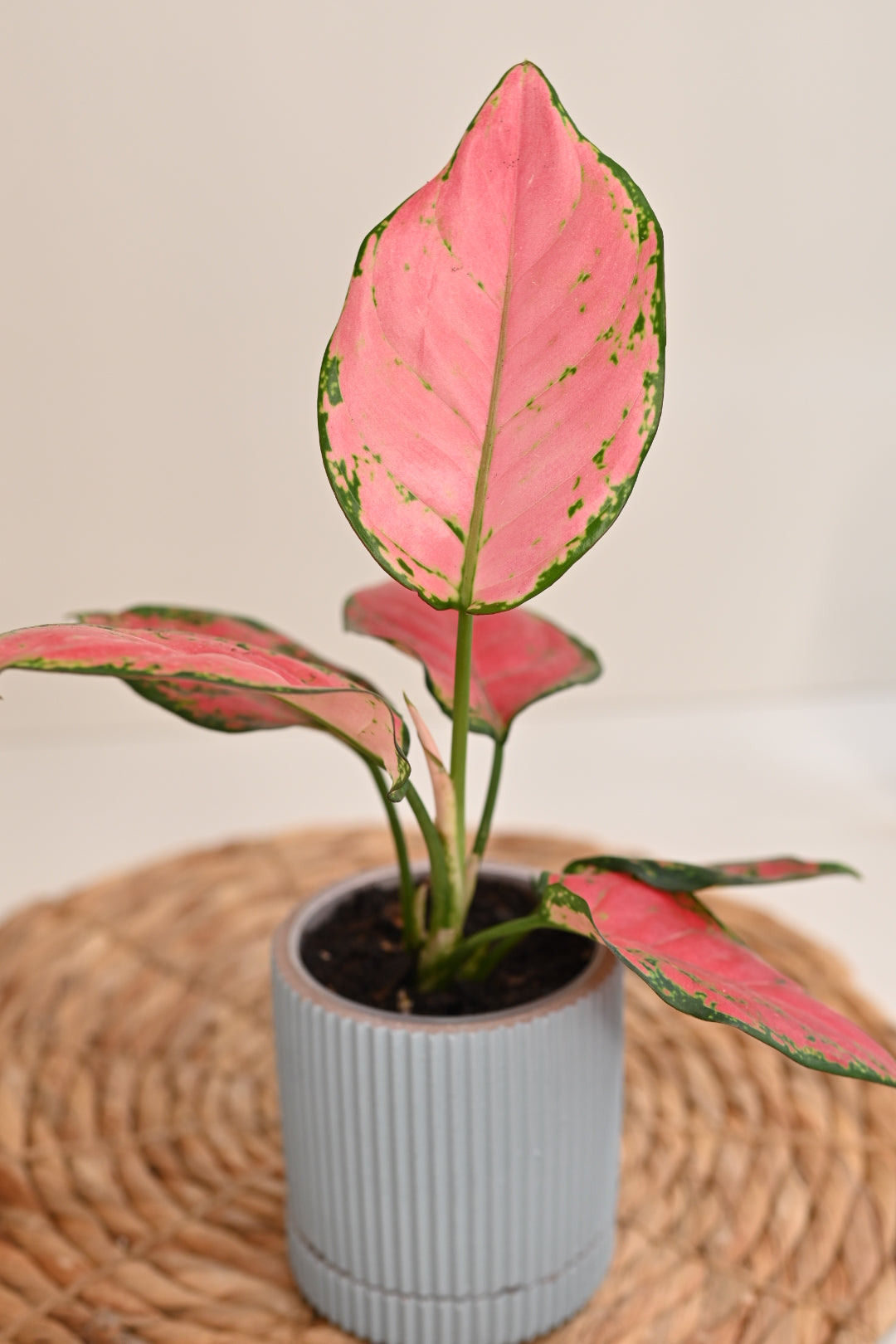 Aglaonema Beauty in Handmade Planter