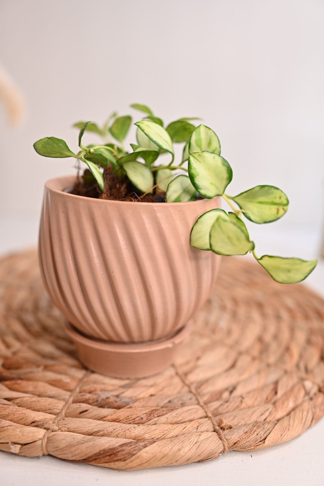 Hoya Heuschkeliana Variegated in Handmade Pot