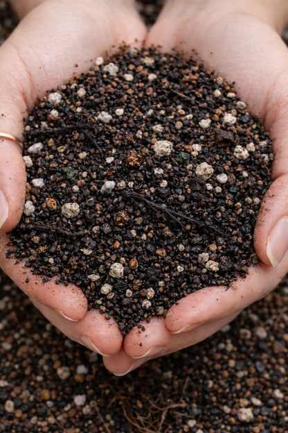 Self-Watering Soil Blend for Houseplants