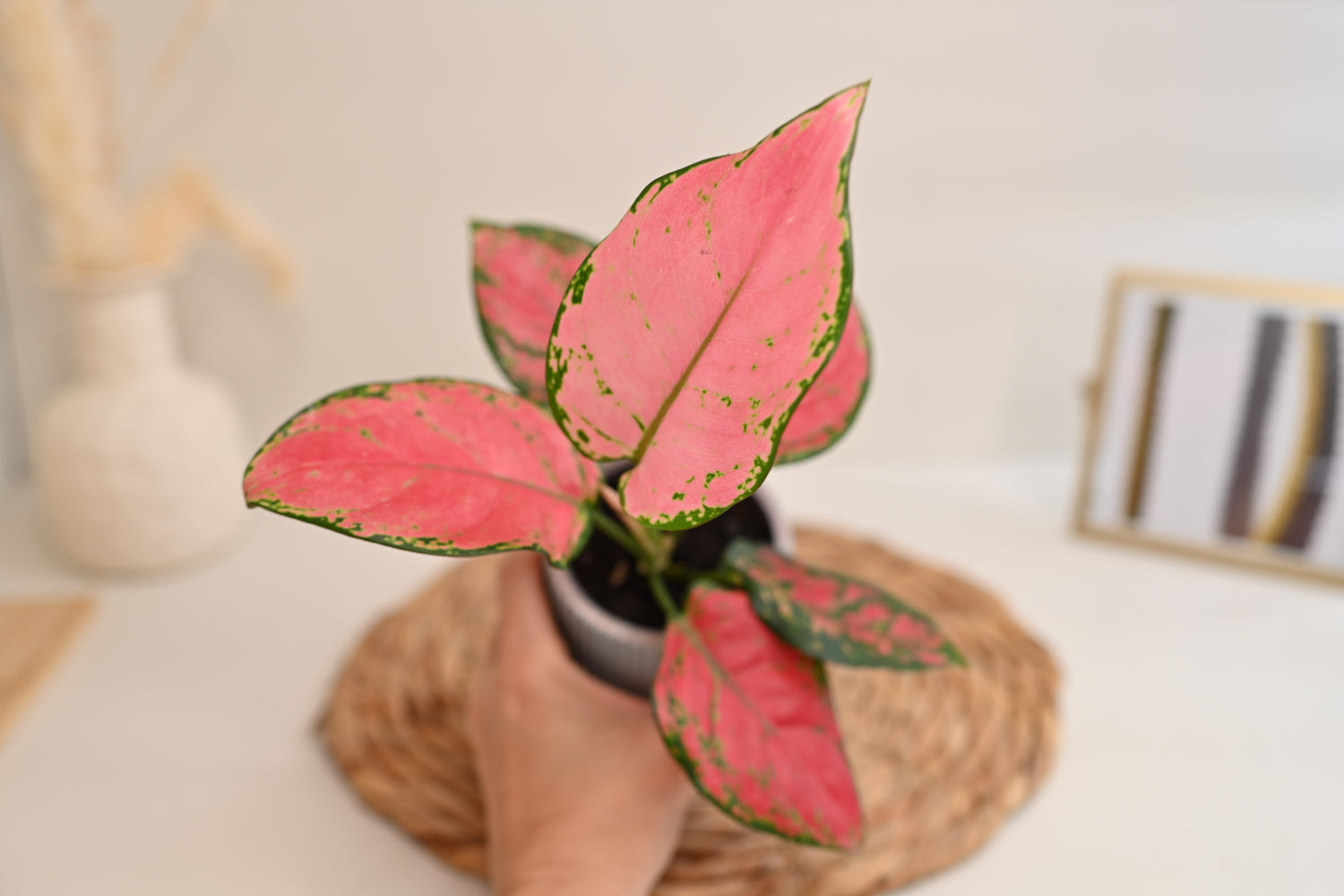 Aglaonema Beauty in Handmade Planter