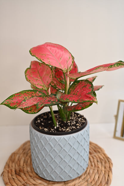 Aglaonema Beauty in Handmade Planter