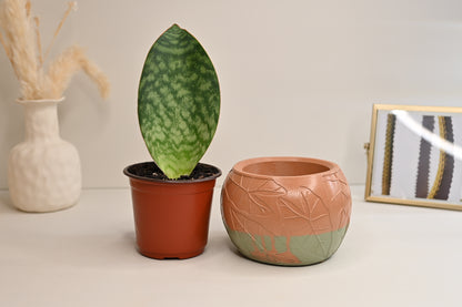 Whalefin Snake Plant + Terracotta and Sage Leaf Bowl Planter