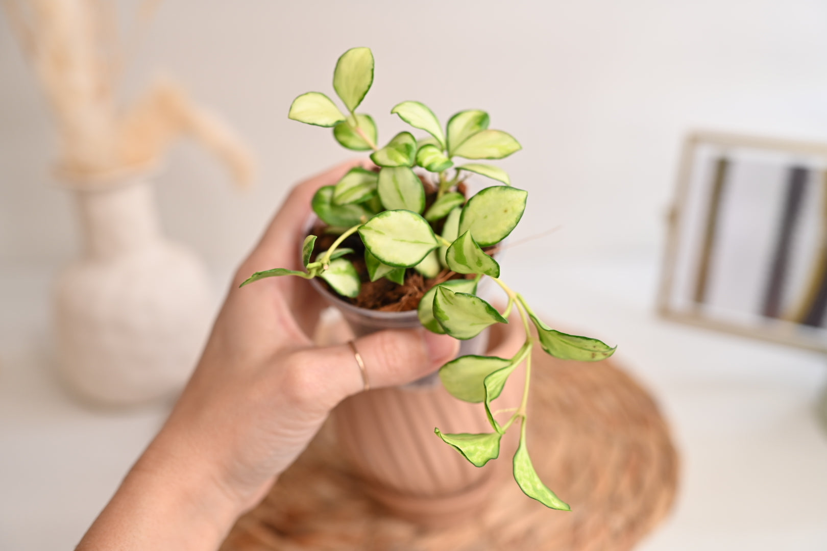 Hoya Heuschkeliana Variegated in Handmade Pot